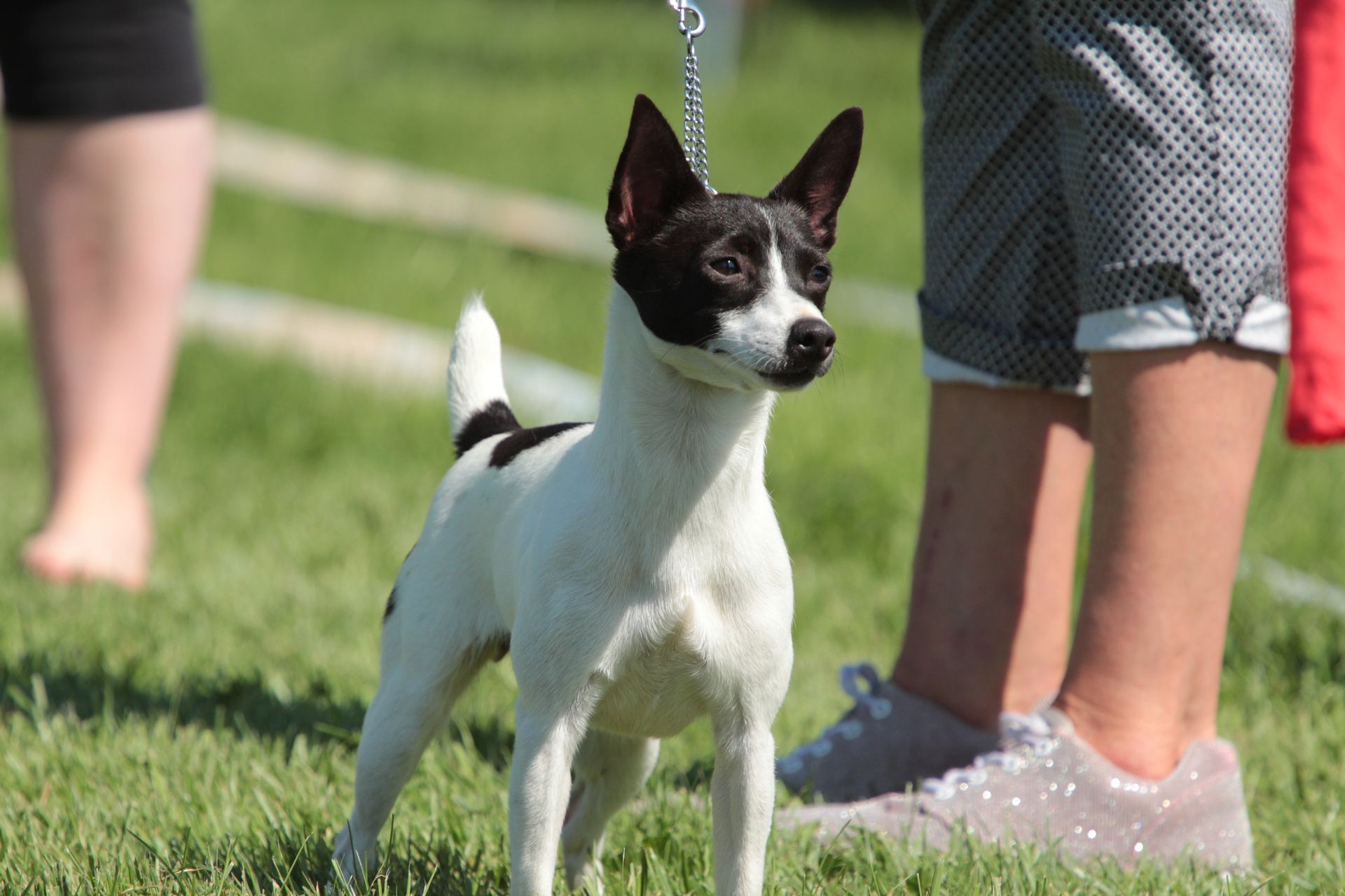 Puppies Tenterfieldinterrieri