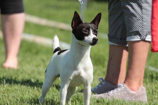 Puppies Tenterfieldinterrieri
