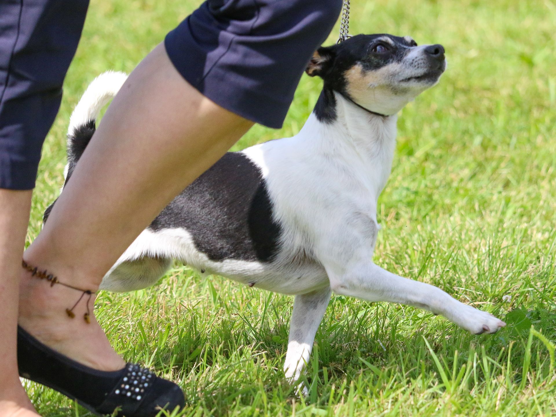 Sheeba1 Tenterfieldinterrieri