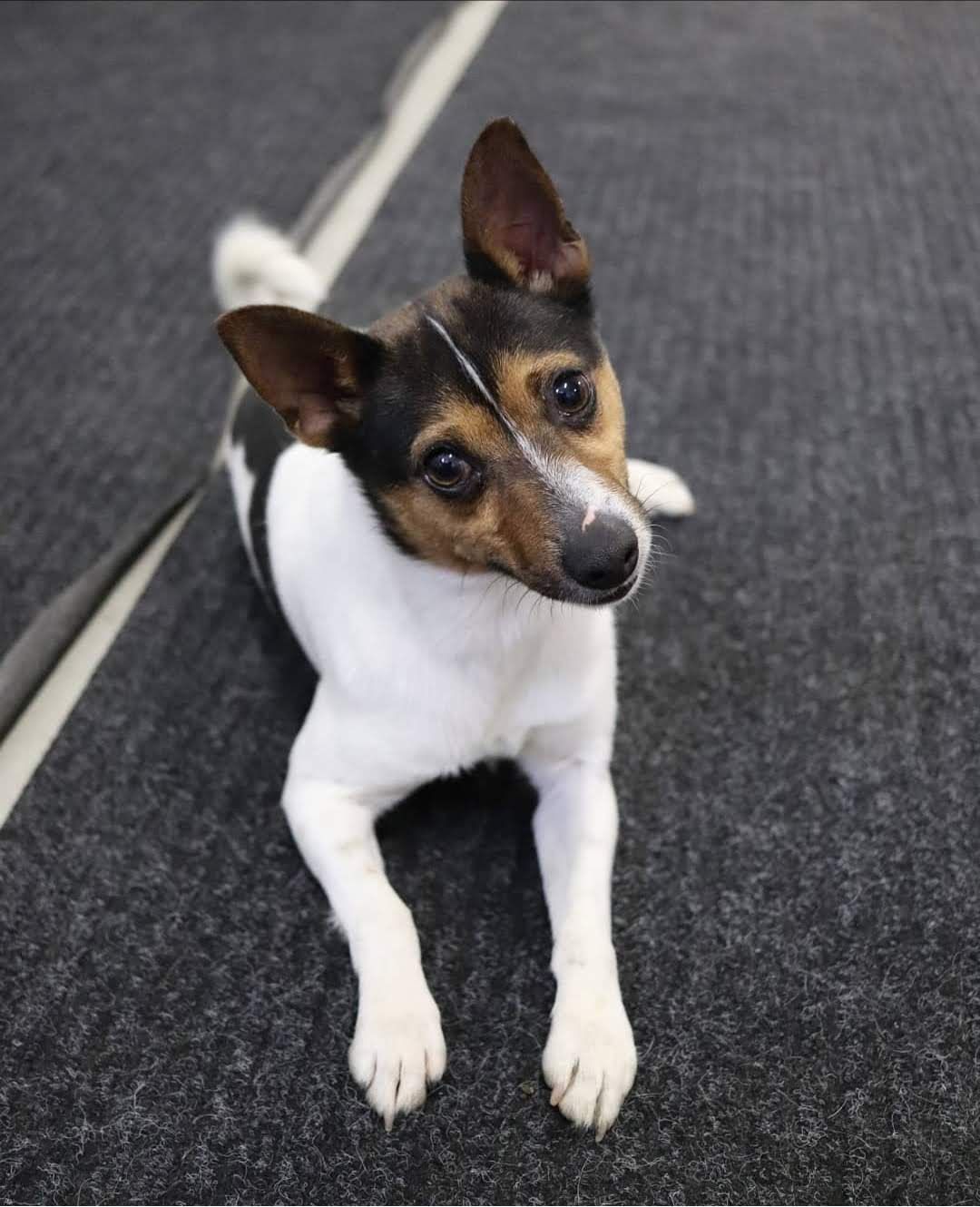 Walter Tenterfieldinterrieri