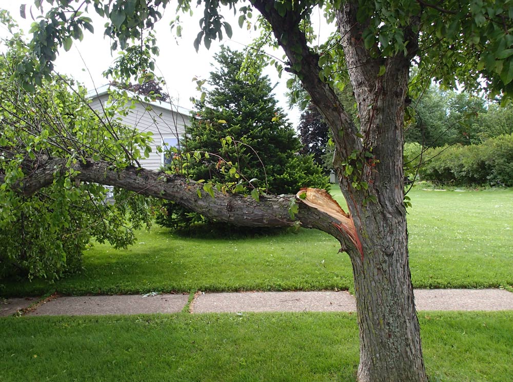 Broken Tree Limb From Storm Damage — Atlanta, GA — Yellow Ribbon Tree Experts