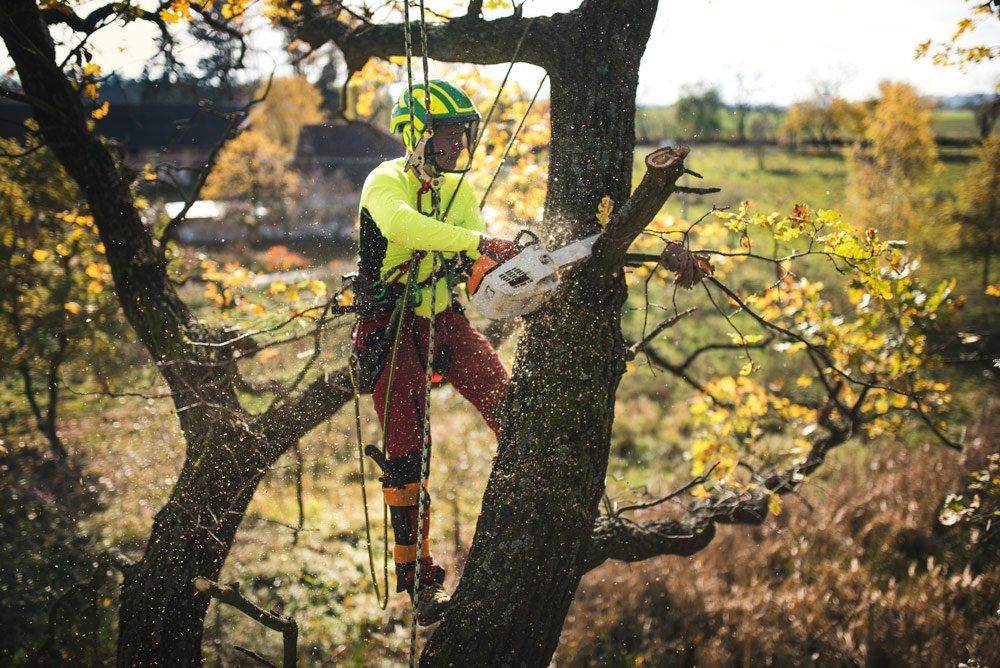 Man Cutting a Branches with Chainsaw — Atlanta, GA — Yellow Ribbon Tree Experts