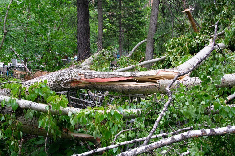 Fallen Tree and Broken Branches — Atlanta, GA — Yellow Ribbon Tree Experts
