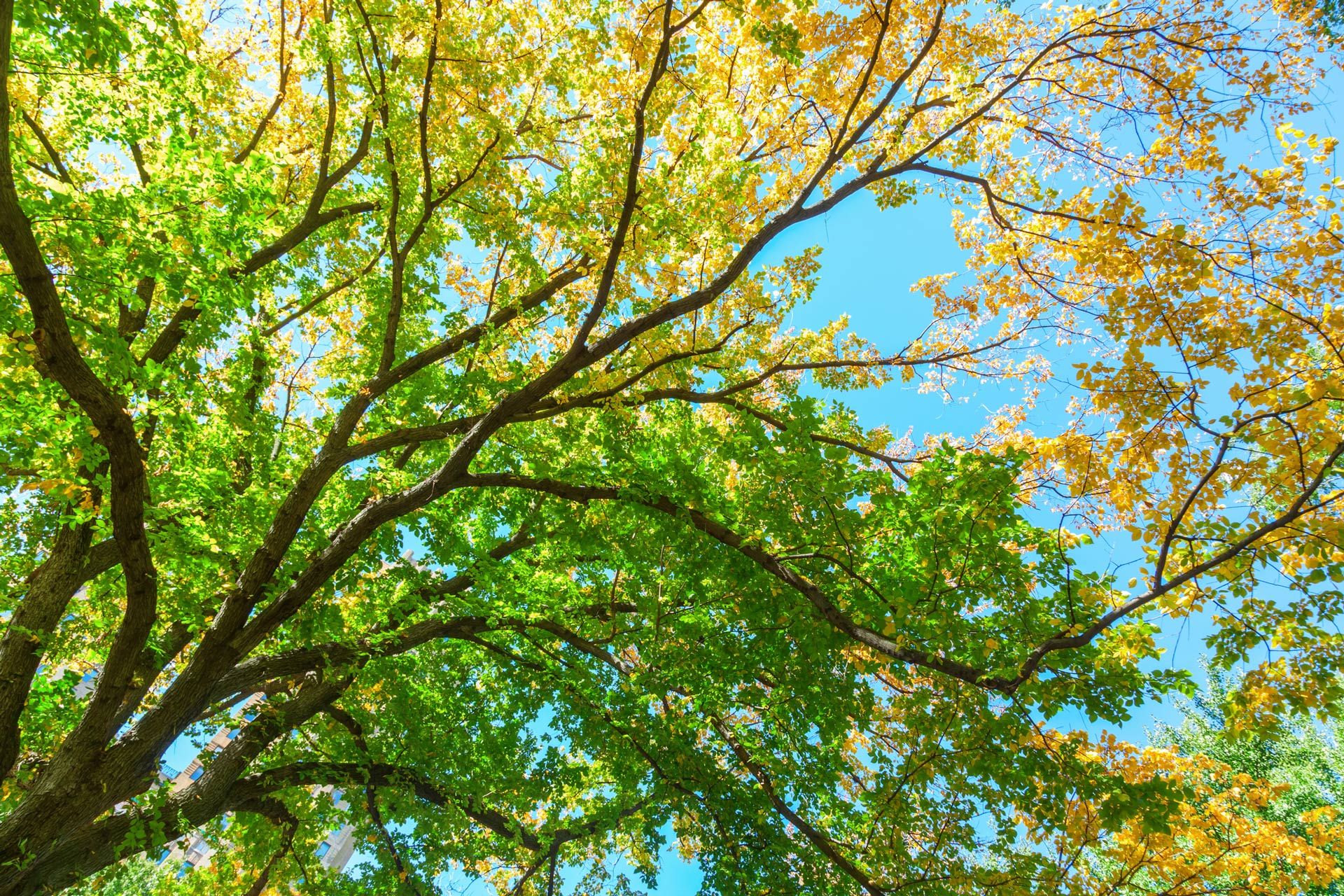 Man Climbing At Body Tree — Atlanta, GA — Yellow Ribbon Tree Experts