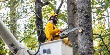 Man Cutting Tree — Atlanta, GA — Yellow Ribbon Tree Experts