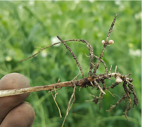 Pea plant with roots and nodules exposed.