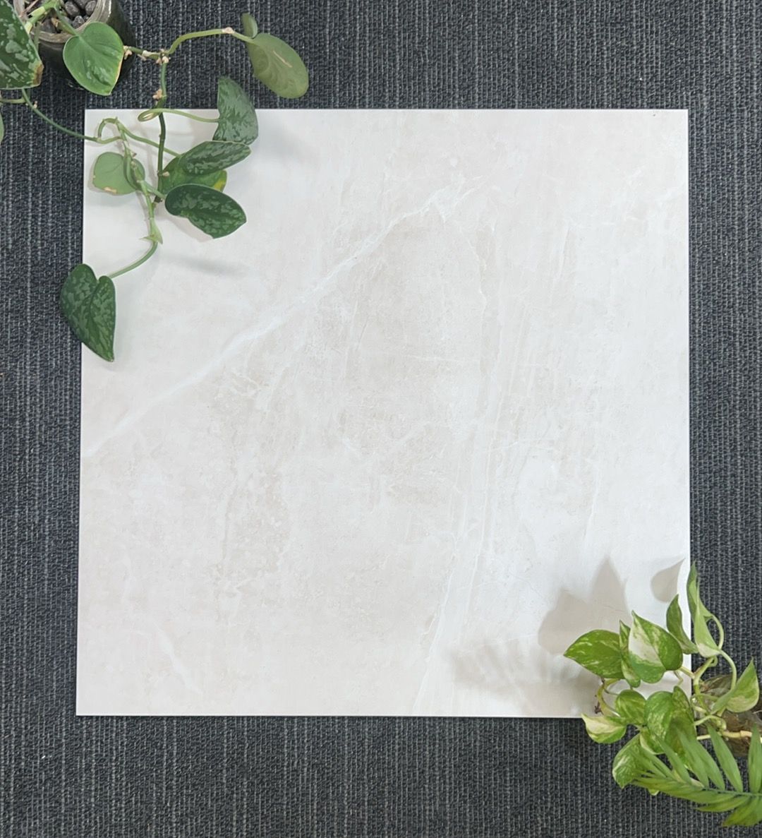60X60CM Balmoral Cream Matt. $32.95 M2