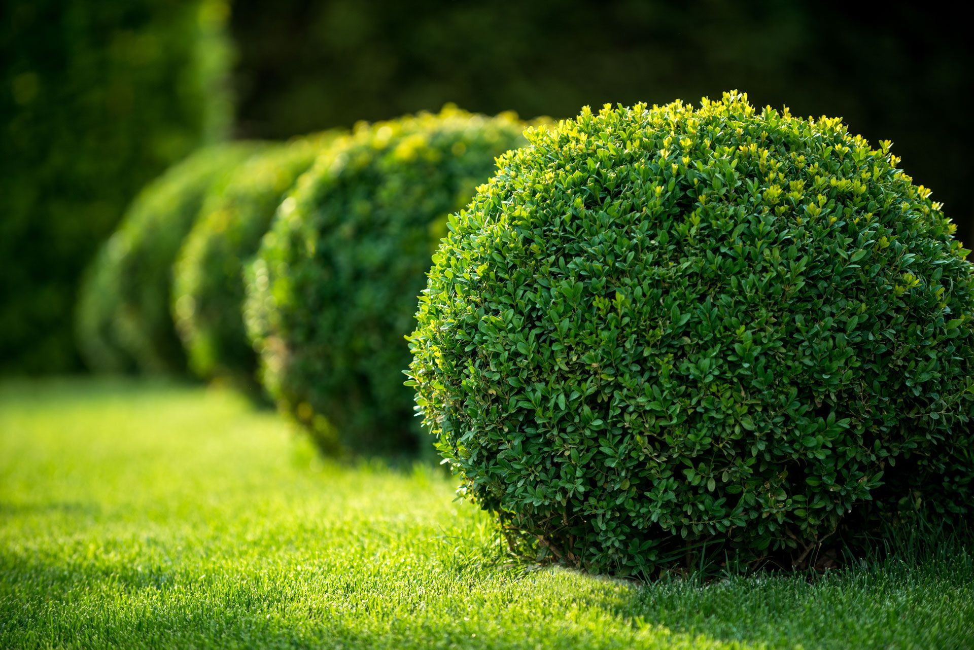 Round green shrubs lining a sunlit lawn