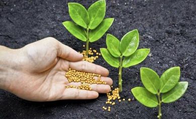 Fertilizantes Insecticidas y Semillas de Cuauhtémoc, S.A. de C.V. - Equipos de post-cosecha