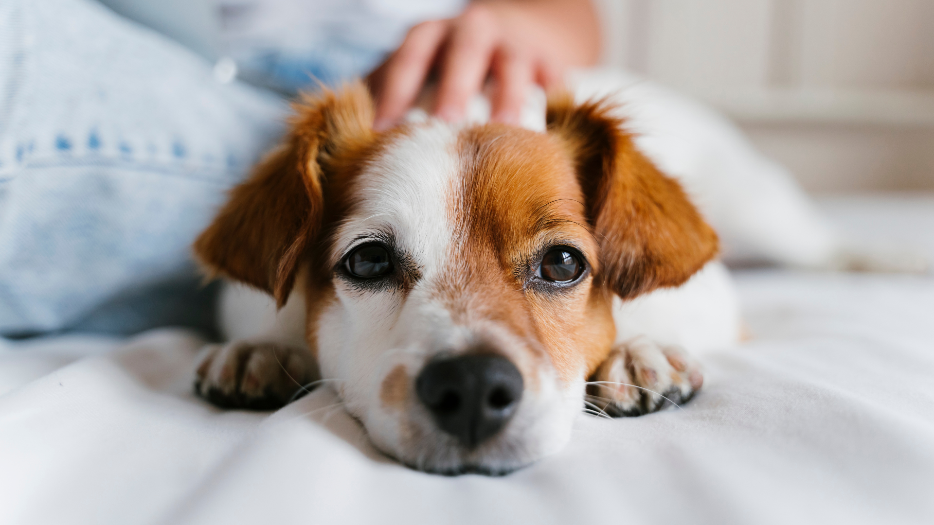 Jack Russell Terrier resting, being petted, on white bed. Brown and white fur, person's hand visible.