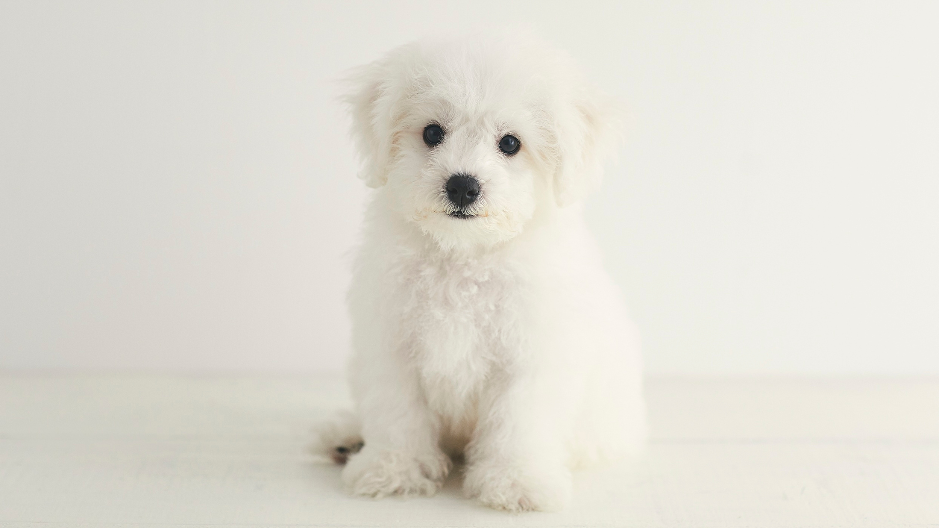 White Bichon Frise puppy sitting, looking forward with dark eyes and nose.
