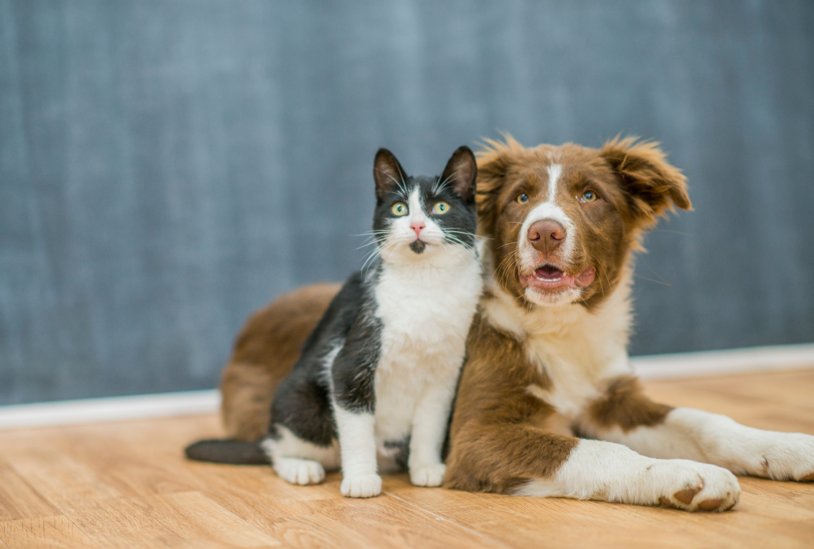 Black and white cat sitting next to a brown and white dog, both looking forward.