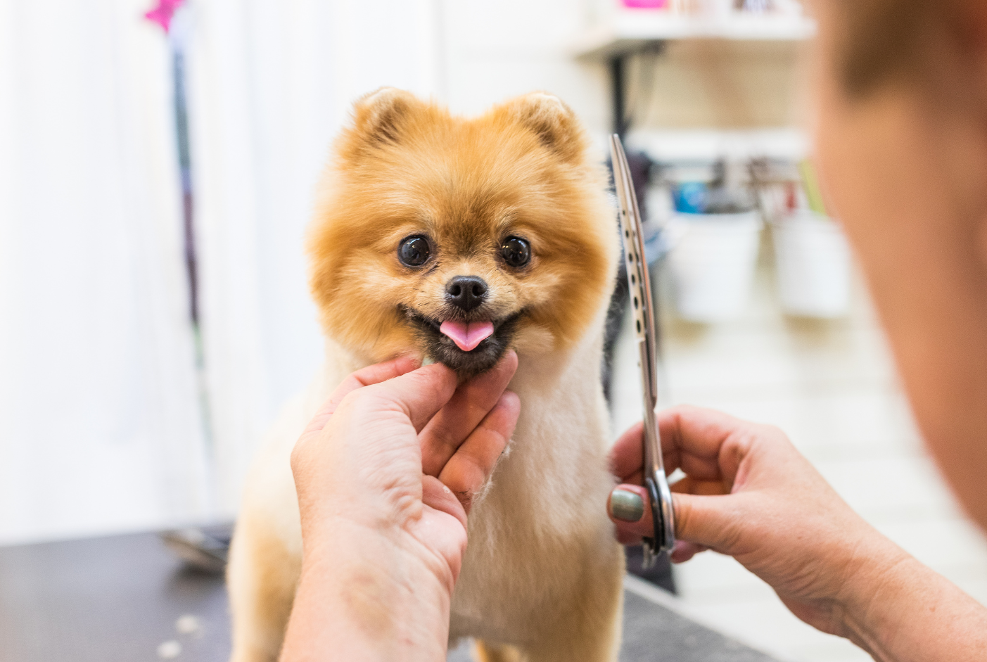 Pomeranian dog getting groomed, with a smile. A person holds the dog’s chin and scissors in a grooming salon.