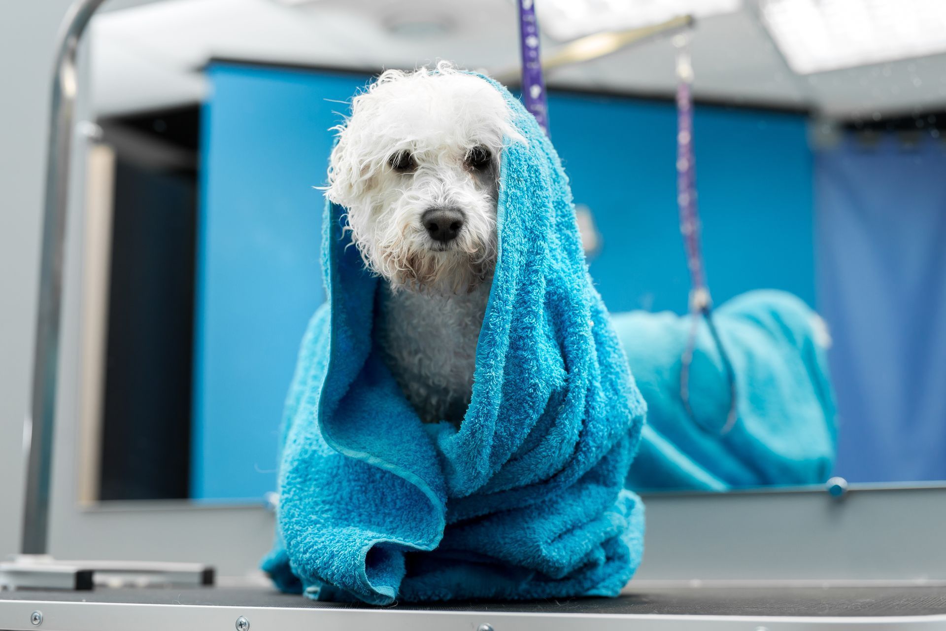 White dog wrapped in a blue towel at a grooming salon, looking directly at the viewer.
