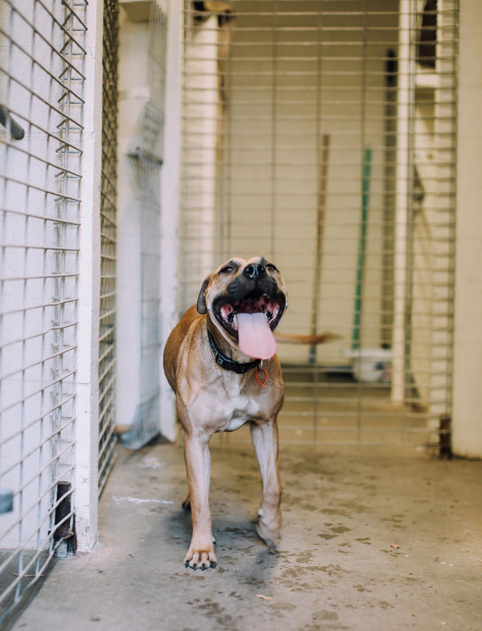 Tan dog with open mouth and pink tongue stands inside a kennel, looking happy.