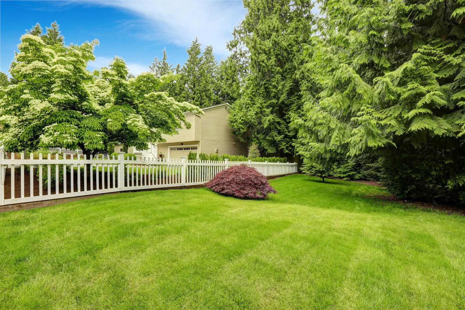 A lush green backyard with a white picket fence and trees.