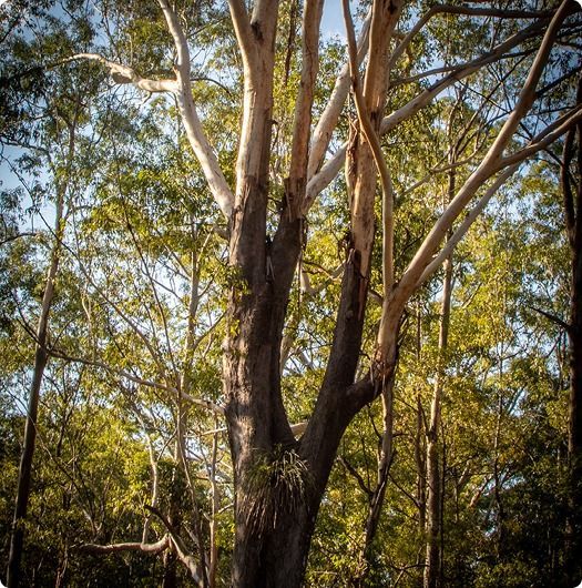 A Tree In A Forest With Lots Of Branches And Leaves — Machin's Sawmill Pty Ltd In Wingham, NSW