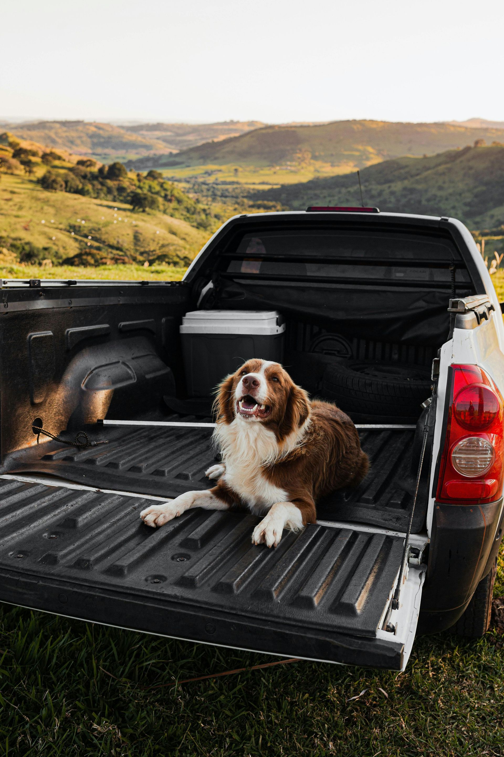 Dog in a truck bed, looking up with mouth open, brown and white coat. Hills in the background.