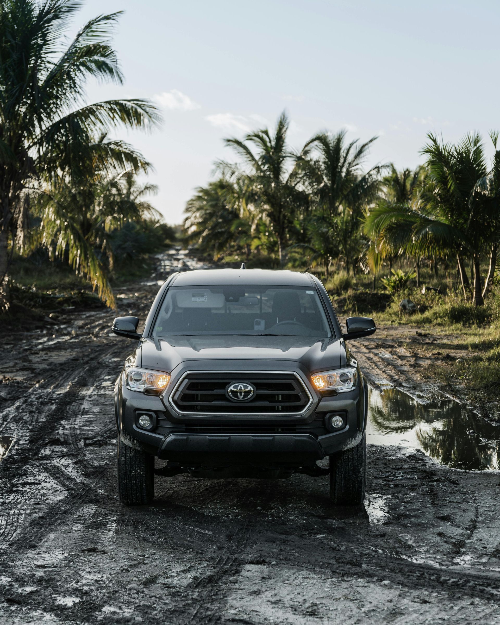 Dark gray Toyota Tacoma truck driving on a muddy road with palm trees.