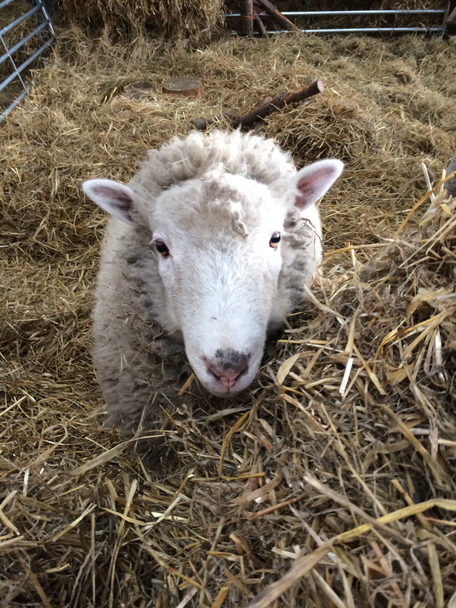 sheep lying in hay
