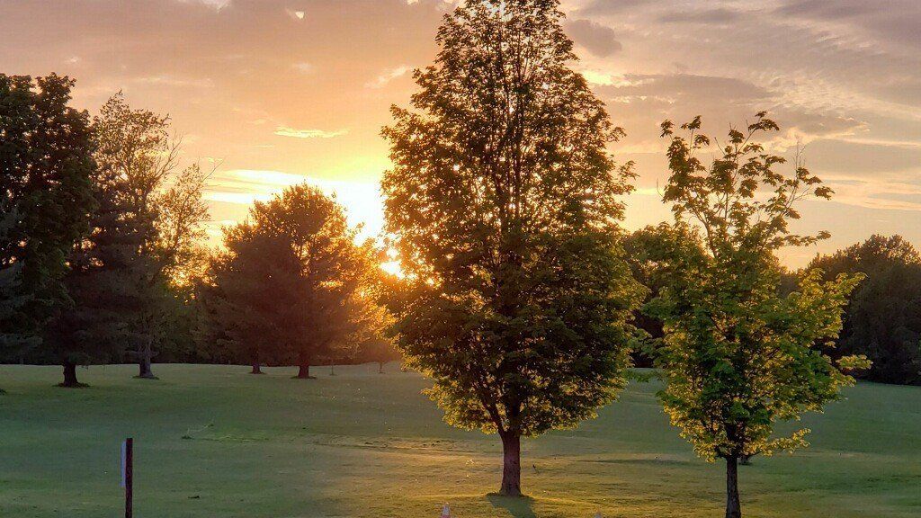 A sunset in a park with trees in the foreground
