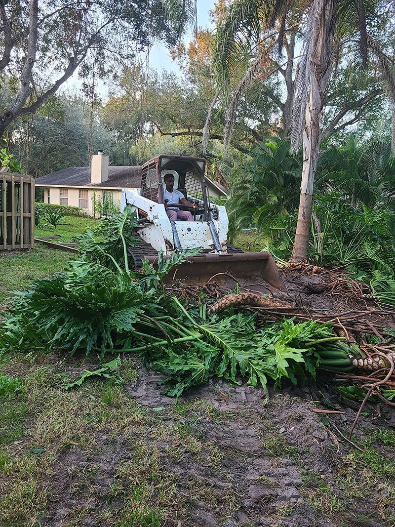 A bobcat is cutting down trees in a backyard.