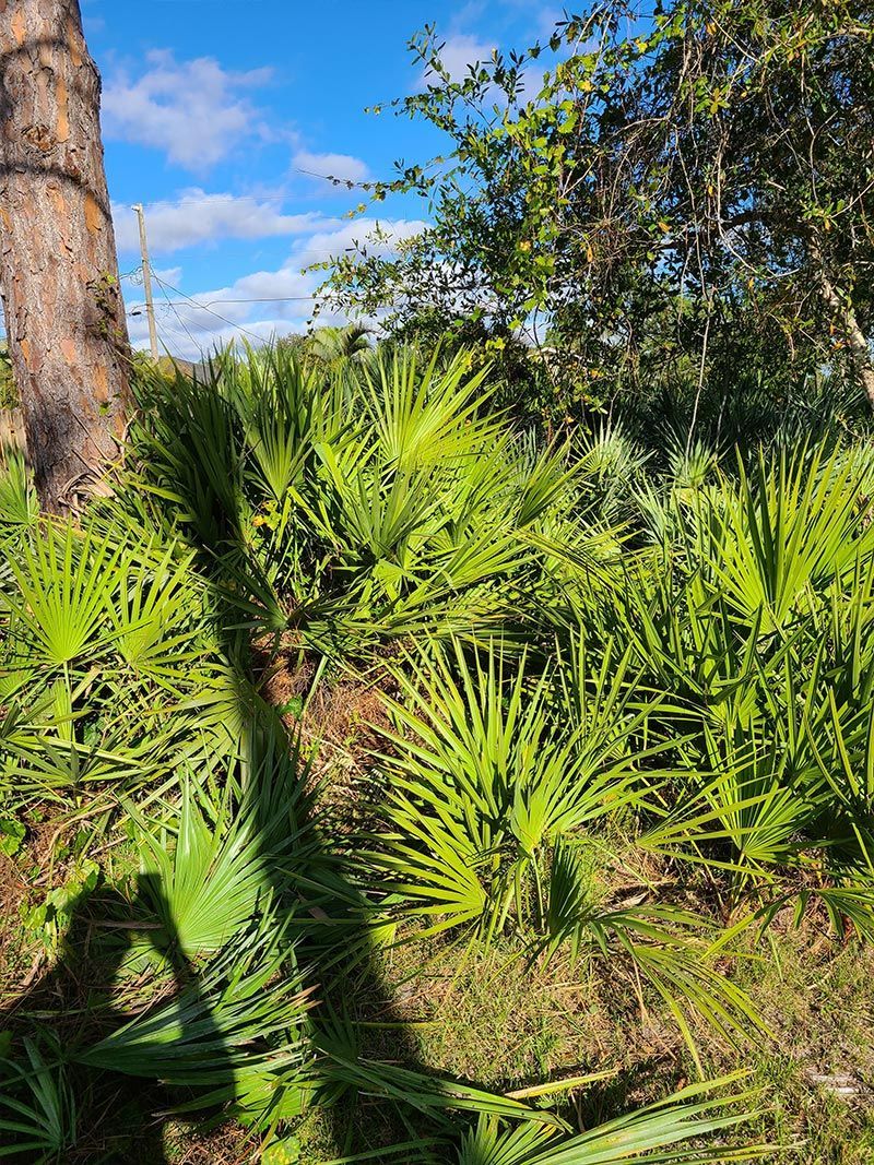 A lush green forest with palm trees and ferns on a sunny day.