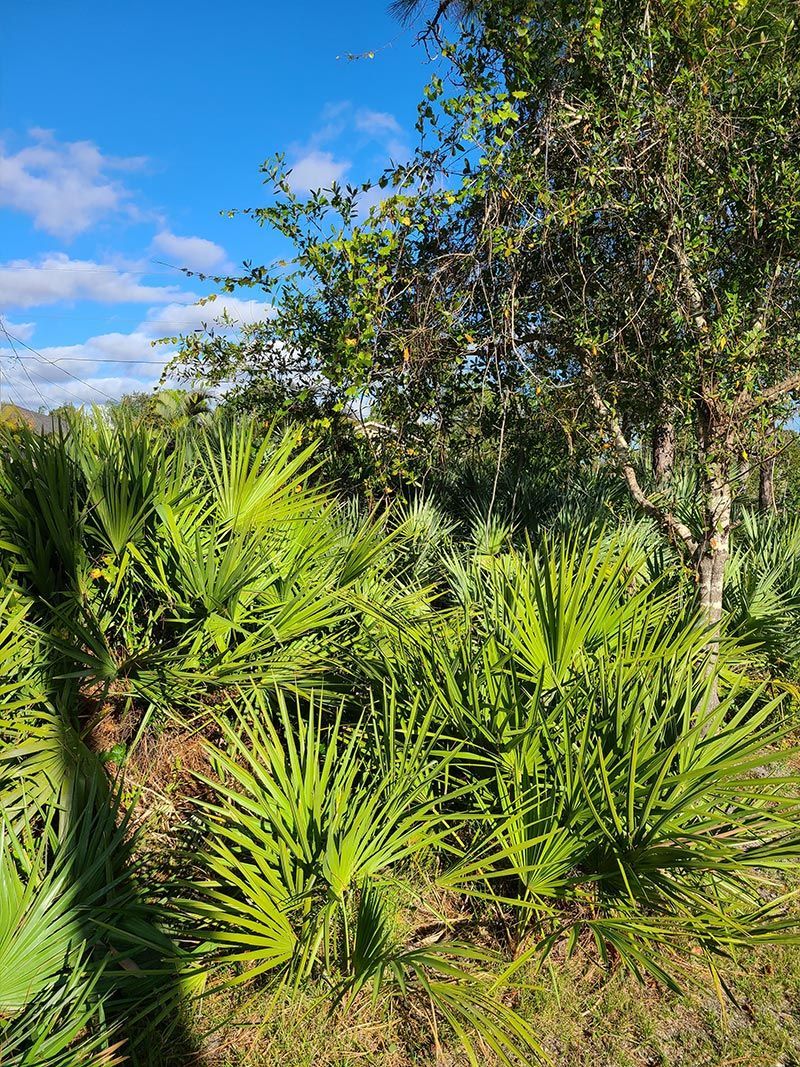 A lush green forest with trees and palm trees on a sunny day.