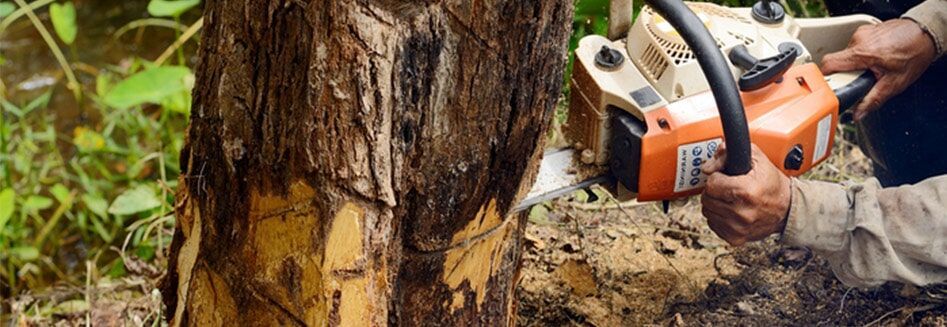 A man is cutting a tree with a chainsaw.