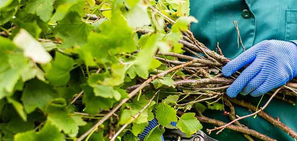 A person wearing blue gloves is holding a bunch of branches.