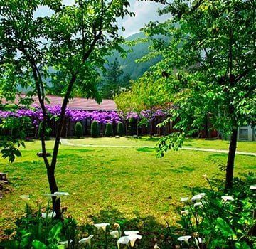 A lush green field with purple flowers in the background