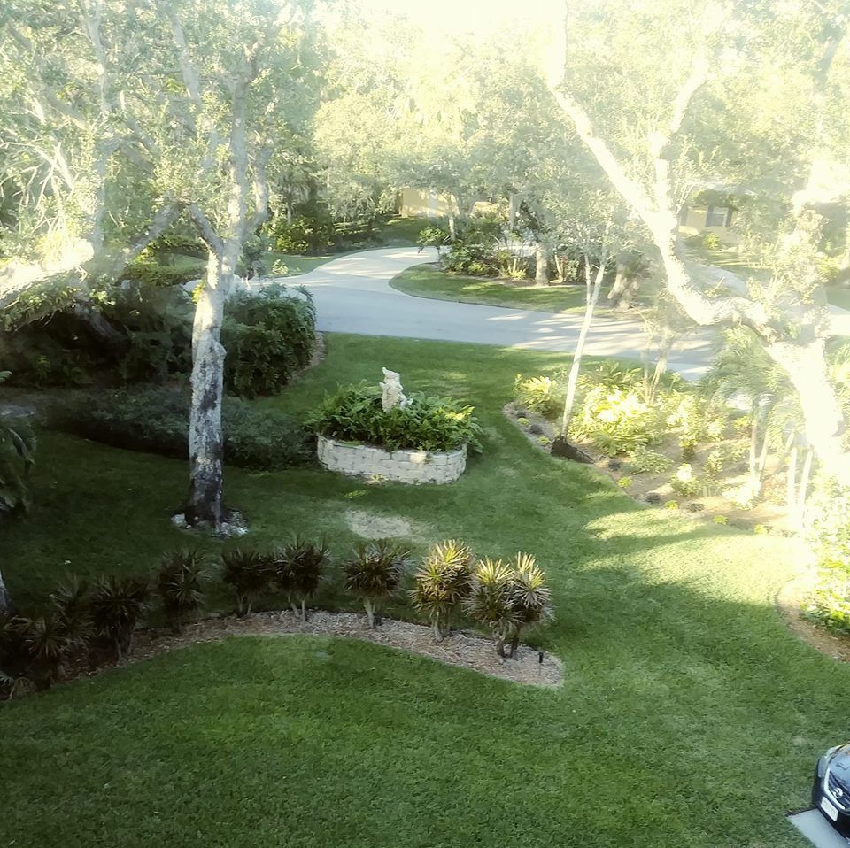 An aerial view of a lush green yard with trees and bushes