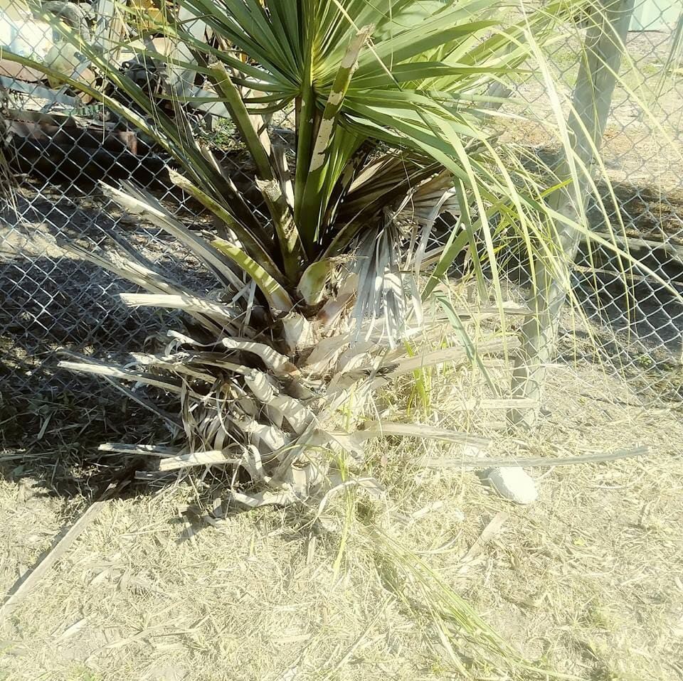 A palm tree is growing in the dirt next to a chain link fence.