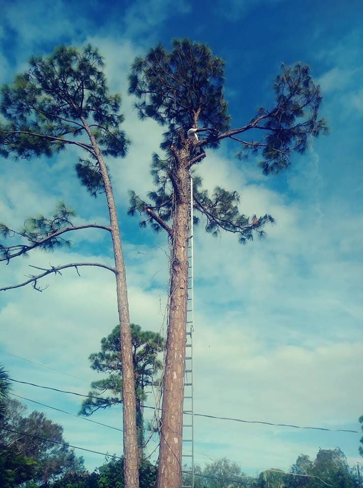 A person is climbing a tree with a ladder attached to it.