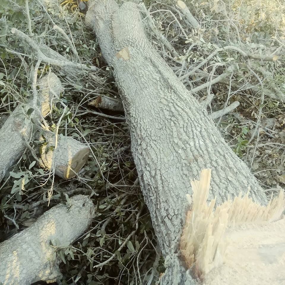 A large tree trunk is laying on the ground surrounded by branches and leaves.