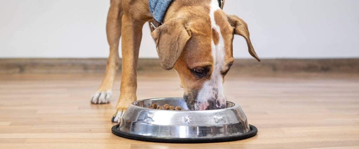 dog is eating from dog bowl on floor