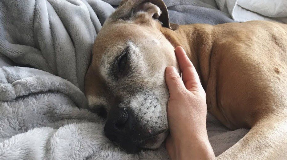 dog resting before euthanasia