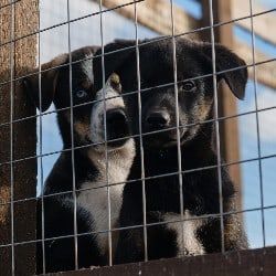 dogs behind fence, part of pet boarding service
