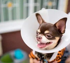 small dog recovering after mass removal surgery
