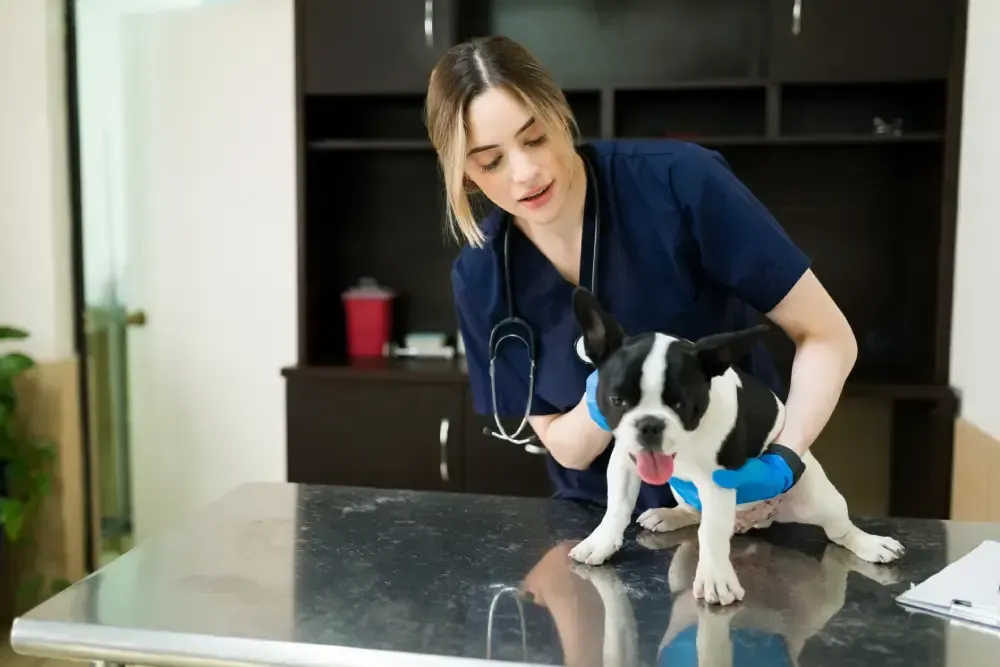 vet near me