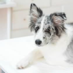 Picture of white dog with gray face waiting on veterinary exam table