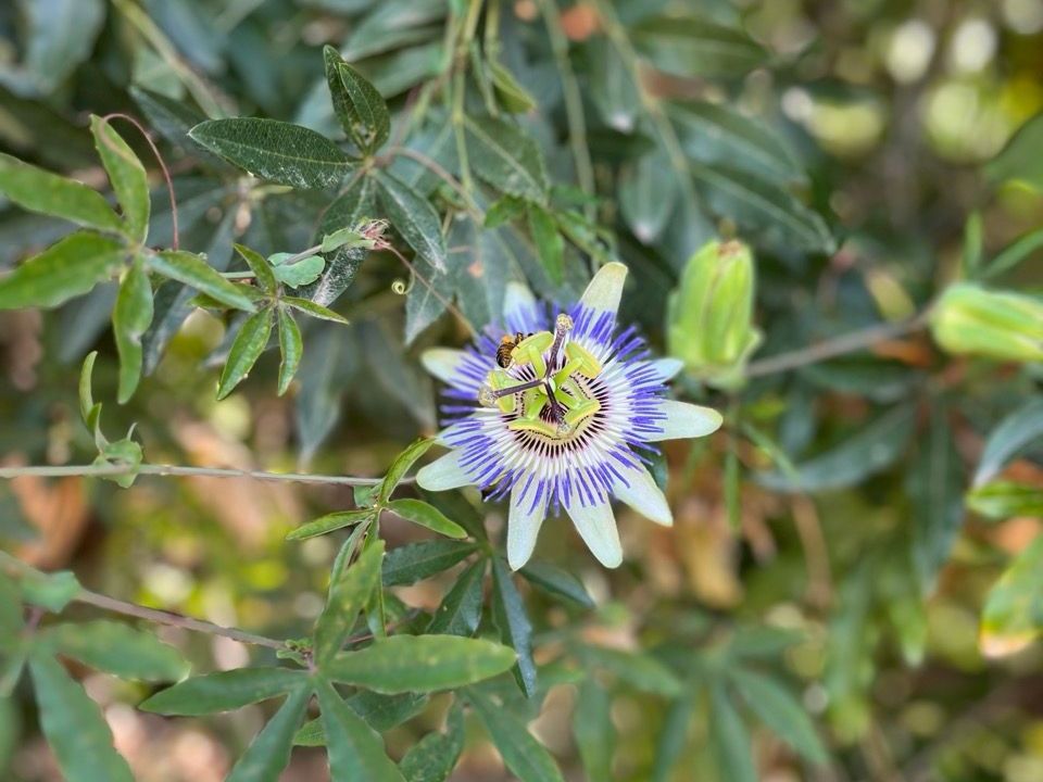 Blaue und weiße Passionsblume mit grünen Blättern und Knospen, unscharfer Hintergrund.