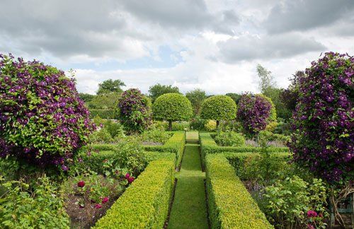 Low box hedge contains toparised Prunus Lusitanica Portugal Laurel with deep purple Clematis 'Jackmanii' Wilkins Pleck, NGS, Whitmore near Newcastle under Lyme in North Staffordshire