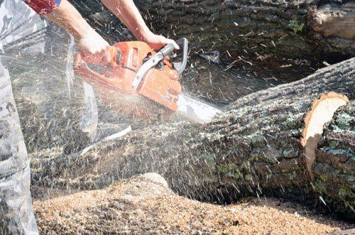 Man with chainsaw cutting the tree
