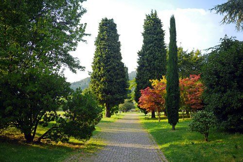 Path leading straight through beautiful Italian style formal park with trees and bushes of different shapes and colors: such as Japanese maple bushes, cypress and yew trees.