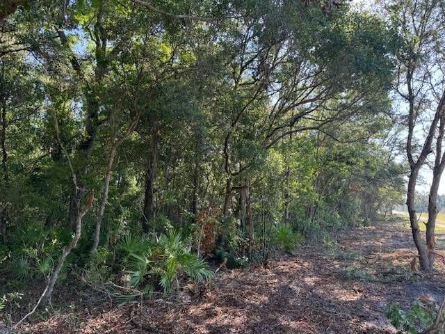 A lush green forest with trees and shrubs surrounding a dirt road.