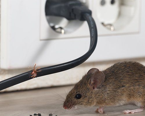 Small Rat — Billings, MT — Action Pest Control
