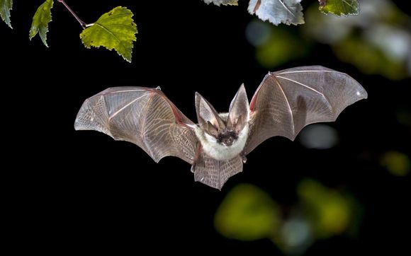 Image of a Flying Bat — Billings, MT — Action Pest Control