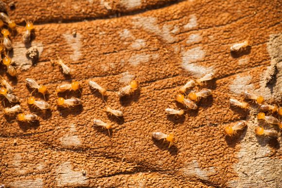 Termites on Wood — Billings, MT — Action Pest Control
