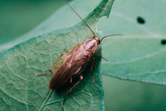 Cockroach on Leaves — Billings, MT — Action Pest Control